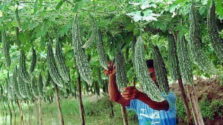 बागवानी खेती / Gardening cultivation