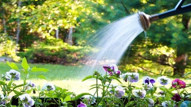 वाटर गार्डनिंग / Water gardening